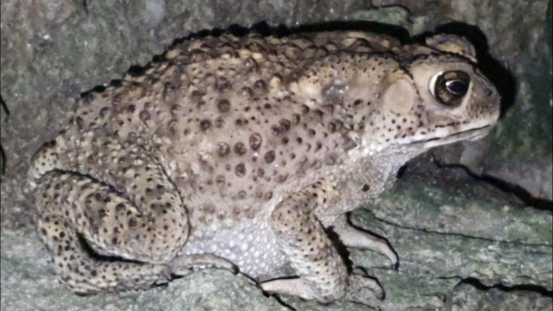 কুনো ব্যাঙ ভূমিকম্পের আগেই দিতে পারে আগাম পূর্বাভাস! ছবি: সংগৃহীত