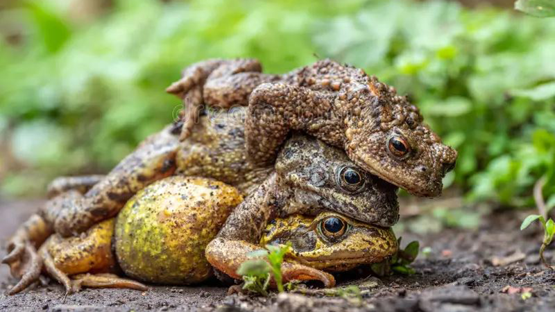 কুনো ব্যাঙ ভূমিকম্পের আগেই দিতে পারে আগাম পূর্বাভাস! ছবি: সংগৃহীত