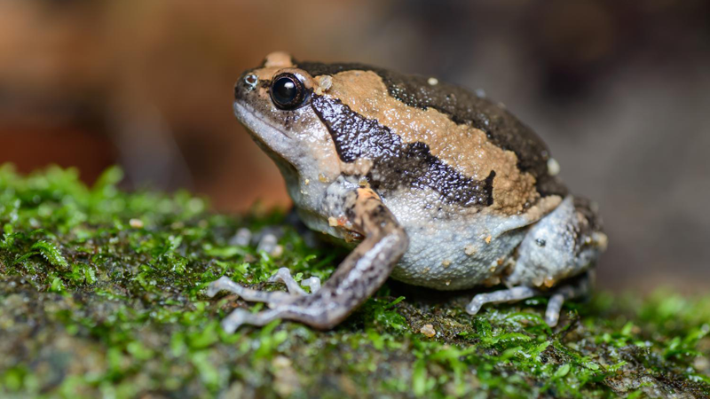 কুনো ব্যাঙ ভূমিকম্পের আগেই দিতে পারে আগাম পূর্বাভাস! ছবি: সংগৃহীত