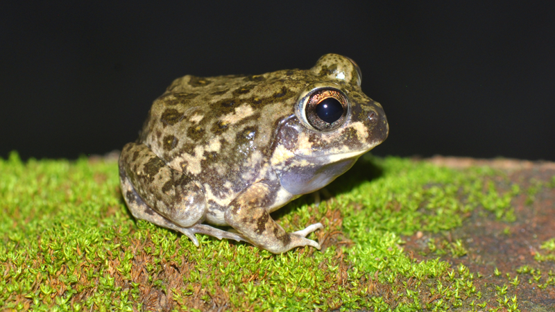 কুনো ব্যাঙ ভূমিকম্পের আগেই দিতে পারে আগাম পূর্বাভাস! ছবি: সংগৃহীত