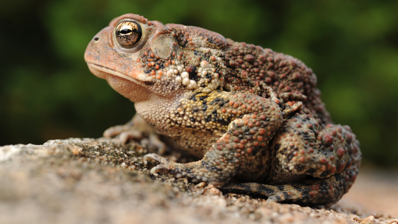 কুনো ব্যাঙ ভূমিকম্পের আগেই দিতে পারে আগাম পূর্বাভাস! ছবি: সংগৃহীত