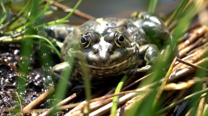 ভূমিকম্পের পূর্বাভাস দিতে পারে কুনো ব্যাঙ!