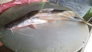 পদ্মায় ধরা পড়ল ১০ কেজির ওজনের আইড়