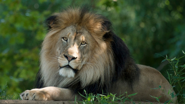 চিড়িয়াখানার খাঁচা থেকে বেরিয়ে গেছে সিংহ