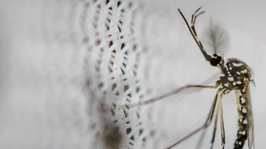 ডেঙ্গুতে আরও ৫ মৃত্যু, হাসপাতালে ৪৯০