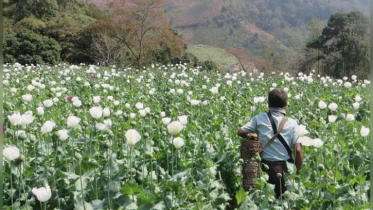 মিয়ানমারে আফিম উৎপাদন ১ দশকের সর্বোচ্চ;  বাংলাদেশসহ প্রতিবেশী