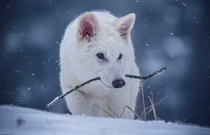 ১৩ হাজার বছর পর জীবিত হলো ভয়ংকর নেকড়ে