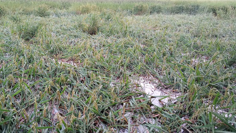 পার্বতীপুরে বৃষ্টি ও বাতাসে ক্ষতির কবলে পড়েছেন কৃষক। ছবি: সমাজকাল