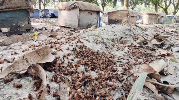 বিষ প্রয়োগে ২০০ বাক্স মৌমাছি হত্যার অভিযোগ, নিঃস্ব উদ্যোক্তা
