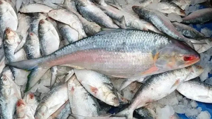 নদীতে ধরা পড়া ইলিশ ৯ হাজার ৫০০ টাকায় বিক্রি
