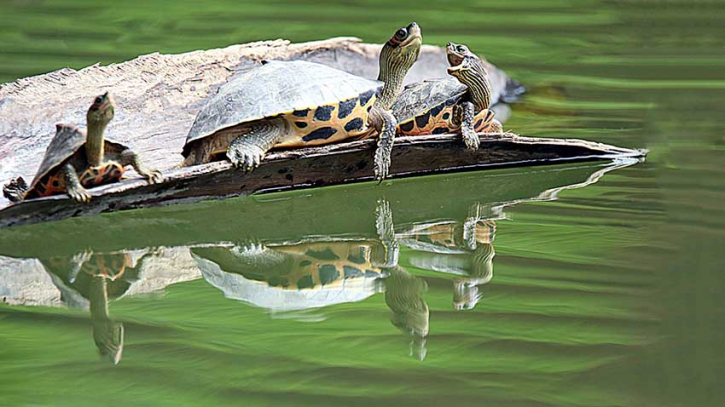 ঢাবির পুকুরে কাচ্ছিম শাবকদের খেলা