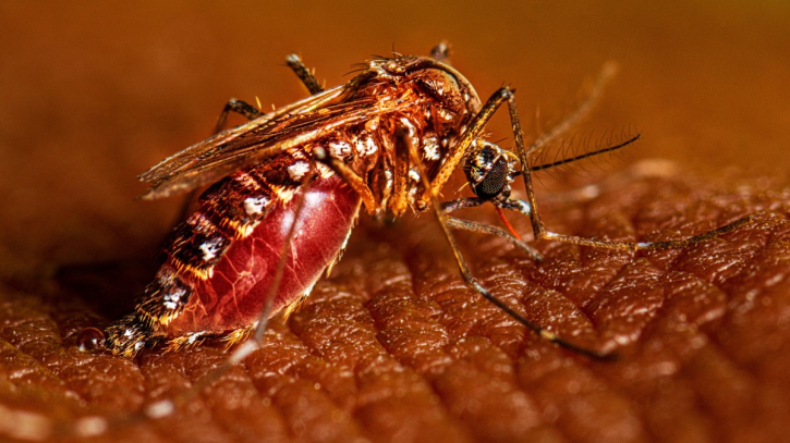 এ বছর ডেঙ্গু রোগী ৭৭ হাজার ছাড়াল