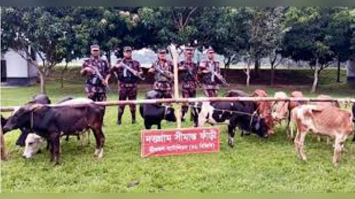 কুলাউড়ায় সীমান্তে ১৩ ভারতীয় গরু আটক বিজিবির কুলাউড়ায় সীমান্তে ১৩ ভারতীয় গরু আটক বিজিবির