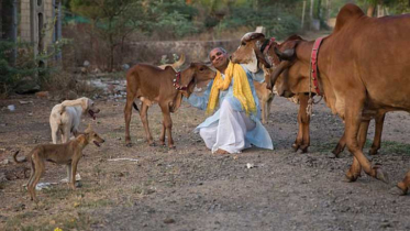 গরুর প্রেমে ঘর ছাড়লেন বিজয় 