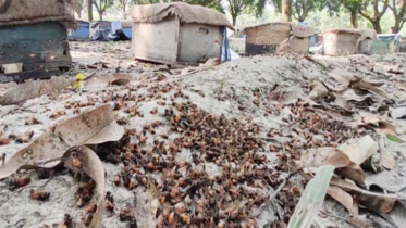 বিষ প্রয়োগে ২০০ বাক্স মৌমাছি হত্যার অভিযোগ, নিঃস্ব উদ্যোক্তা