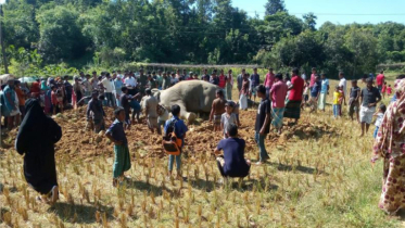 উখিয়ায় বৈদ্যুতিক শকে বন্য হাতির মৃত্যু