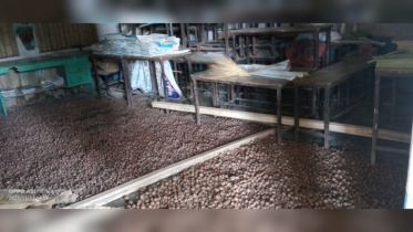 পার্বতীপুরে প্রাথমিক বিদ্যালয়ের শ্রেণিকক্ষ আলুর গুদাম