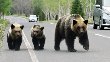 ভাল্লুকের আতঙ্কে জাপানে সেনা মোতায়েন