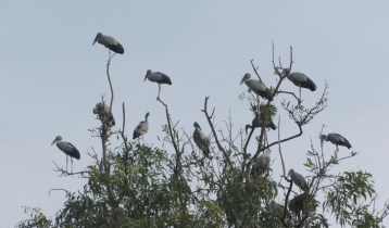 অতিথি পাখির কলতানে মুখর চলনবিল
