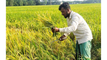 খুলনা অঞ্চলে আমন কাটা শুরু, ভালো ফলনে খুশি কৃষক