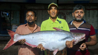 ইছামতিতে ধরা পড়ল ১৬ কেজির পাঙাশ