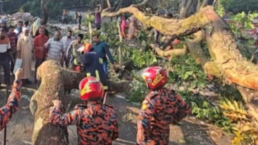 গাছ কেটে ঢাকা–বরিশাল মহাসড়ক অবরোধ