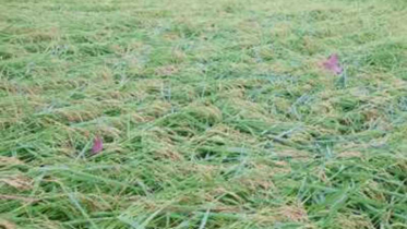 নওগাঁয় বৃষ্টিতে আমন-শীতকালীন সবজিতে ক্ষতির আশঙ্কা