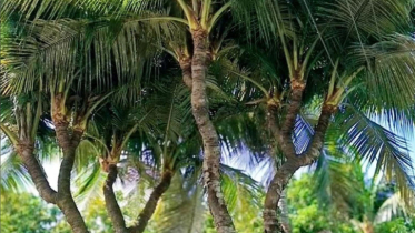 ১ গাছের ১৩ মাথা..!