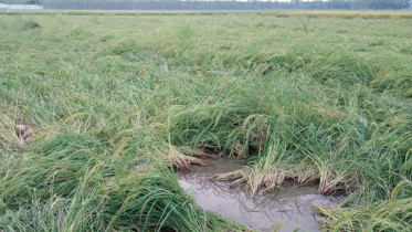 পার্বতীপুরে বৃষ্টি-বাতাসে নুয়ে পড়েছে ধান, সবজির ক্ষতি