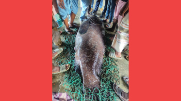 টেকনাফ উপকূলে ধরা পড়ল ১৬৬ কেজির ভোল মাছ