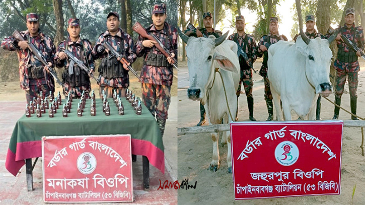 চাঁপাইনবাবগঞ্জে চোরাই গরু ও ভারতীয় মদ জব্দ