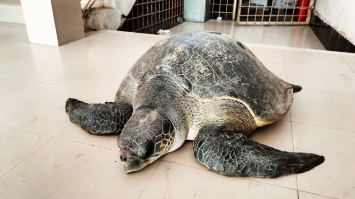 ভোলায় বস্তা খুলতেই মিলল ৫০ কেজি ওজনের বিরল কচ্ছপ