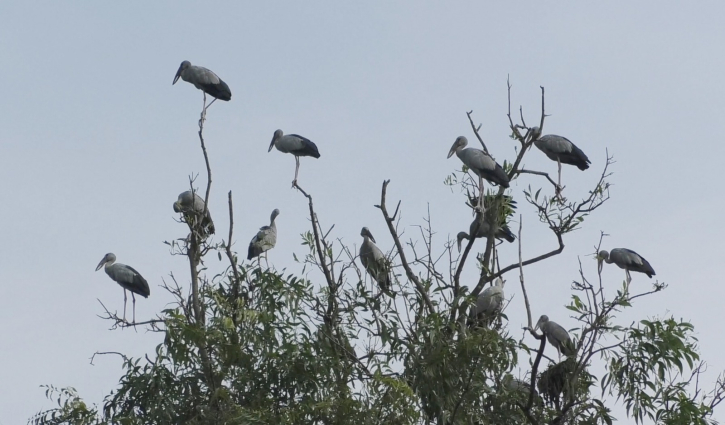 অতিথি পাখির কলতানে মুখর চলনবিল