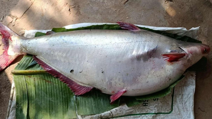পায়রা নদীতে ১৮ কেজির পাঙাশ, বিক্রি হলো ১৫ হাজার টাকায়!