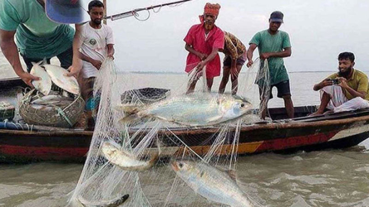 আজ রাতে শেষ হচ্ছে ইলিশ ধরার ২২ দিনের নিষেধাজ্ঞা  আজ রাতে শেষ হচ্ছে ইলিশ ধরার ২২ দিনের নিষেধাজ্ঞা
