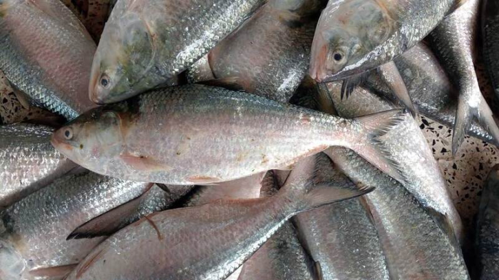 বঙ্গোপসাগরে এক জালে ১৫০ মণ ইলিশ! বঙ্গোপসাগরে এক জালে ১৫০ মণ ইলিশ!