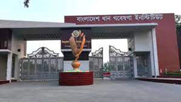৫ পদে জনবল নেবে ধান গবেষণা ইনস্টিটিউট