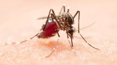ডেঙ্গুতে আরও ৫ মৃত্যু, হাসপাতালে ৮৪১