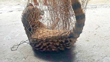 কৃষকের জালে আটকা গন্ধগোকুল উদ্ধার