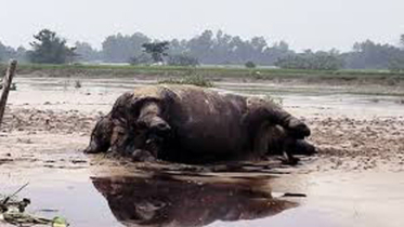 ভারত থেকে ভেসে এলো মৃত গণ্ডার