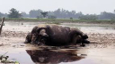 ভারত থেকে ভেসে এলো মৃত গণ্ডার