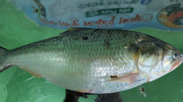 ১ ইলিশ ৯ হাজার টাকা