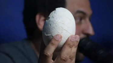 অক্ষত মিলল ডাইনোসরের ডিম, ফিরল ‘জুরাসিক পার্কের’ স্বপ্ন! অক্ষত মিলল ডাইনোসরের ডিম, ফিরল ‘জুরাসিক পার্কের’ স্বপ্ন!