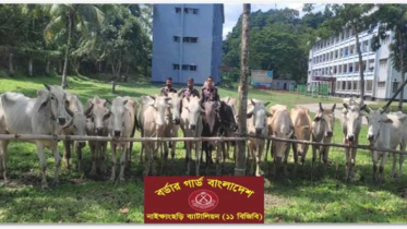 নাইক্ষ্যংছড়িতে বিজিবির অভিযানে ১৫টি বার্মিজ গরু জব্দ