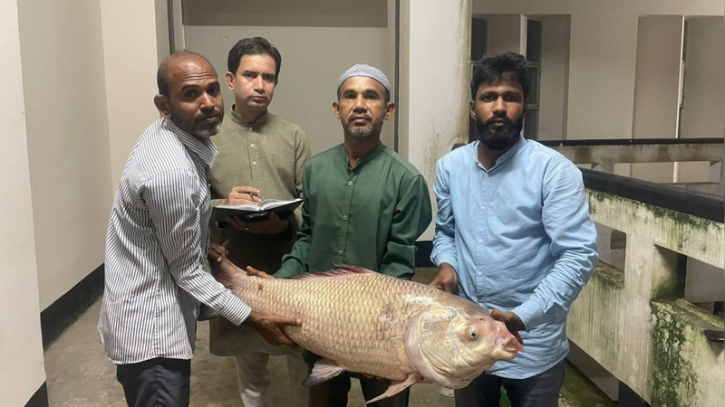 হালদা নদীতে ১২ বছরের ২০ কেজির কাতলা মাছের মৃত্যু, বিশেষজ্ঞদের মতে বার্ধক্যই কারণ