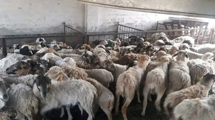বাকৃবিতে গবেষণার ১৪ ভেড়া চুরি