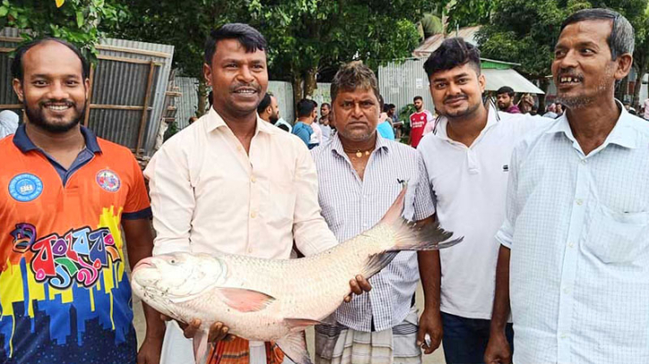 মানিকগঞ্জে বিশাল কাতল, ওজন শুনে চোখ কপালে মানিকগঞ্জে বিশাল কাতল, ওজন শুনে চোখ কপালে