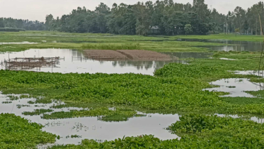 কু‌ড়িগ্রামে নদীর পা‌নি বৃ‌দ্ধি, তলিয়েছে নিচু এলাকার ফসল