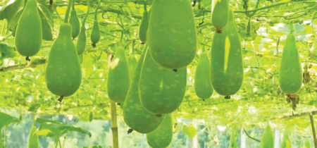 নবীজির পছন্দের ১০ খাবার