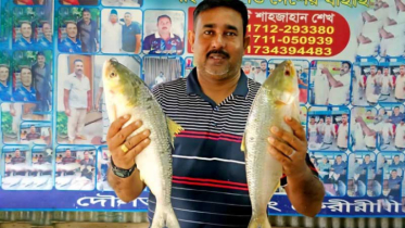পদ্মার দুই ইলিশ সাড়ে ১৭ হাজারে বিক্রি